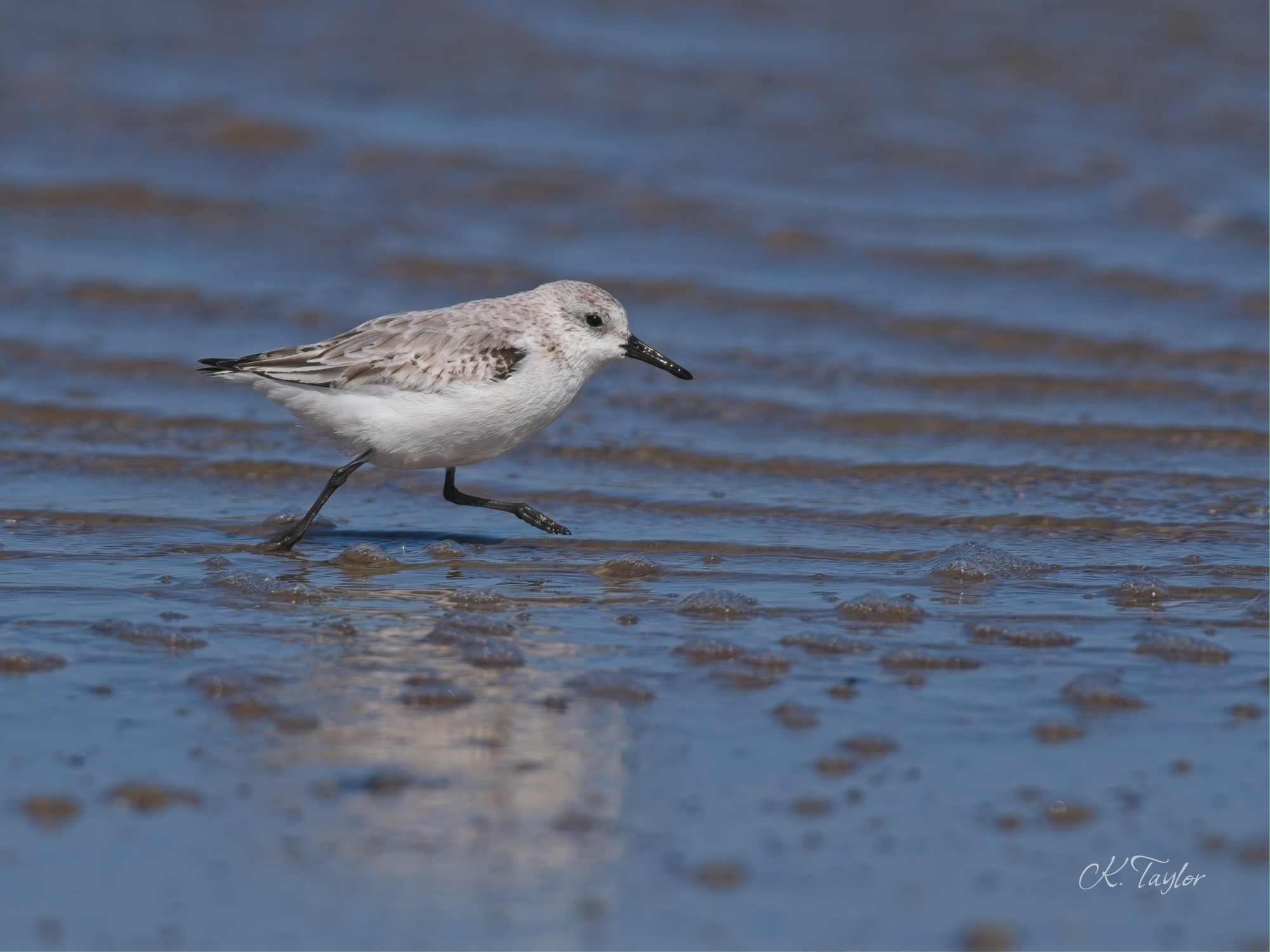 Sanderling
