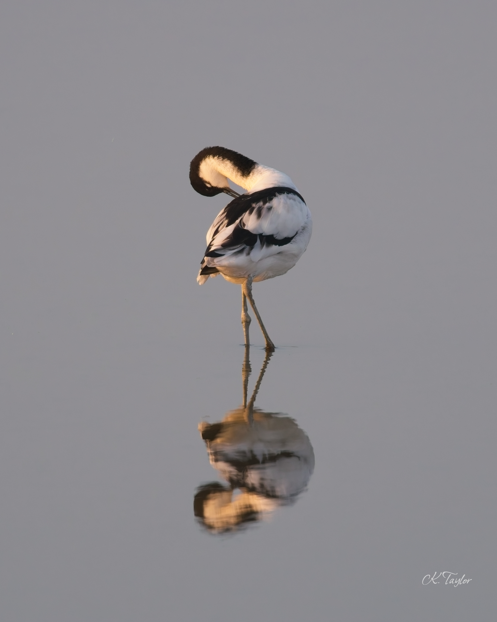 Avocet