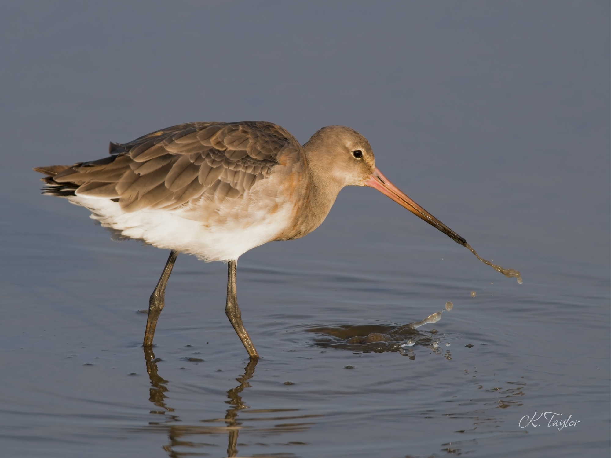 Black-tailed Godwit