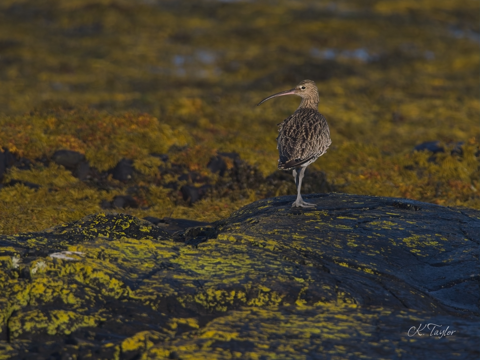 Curlew