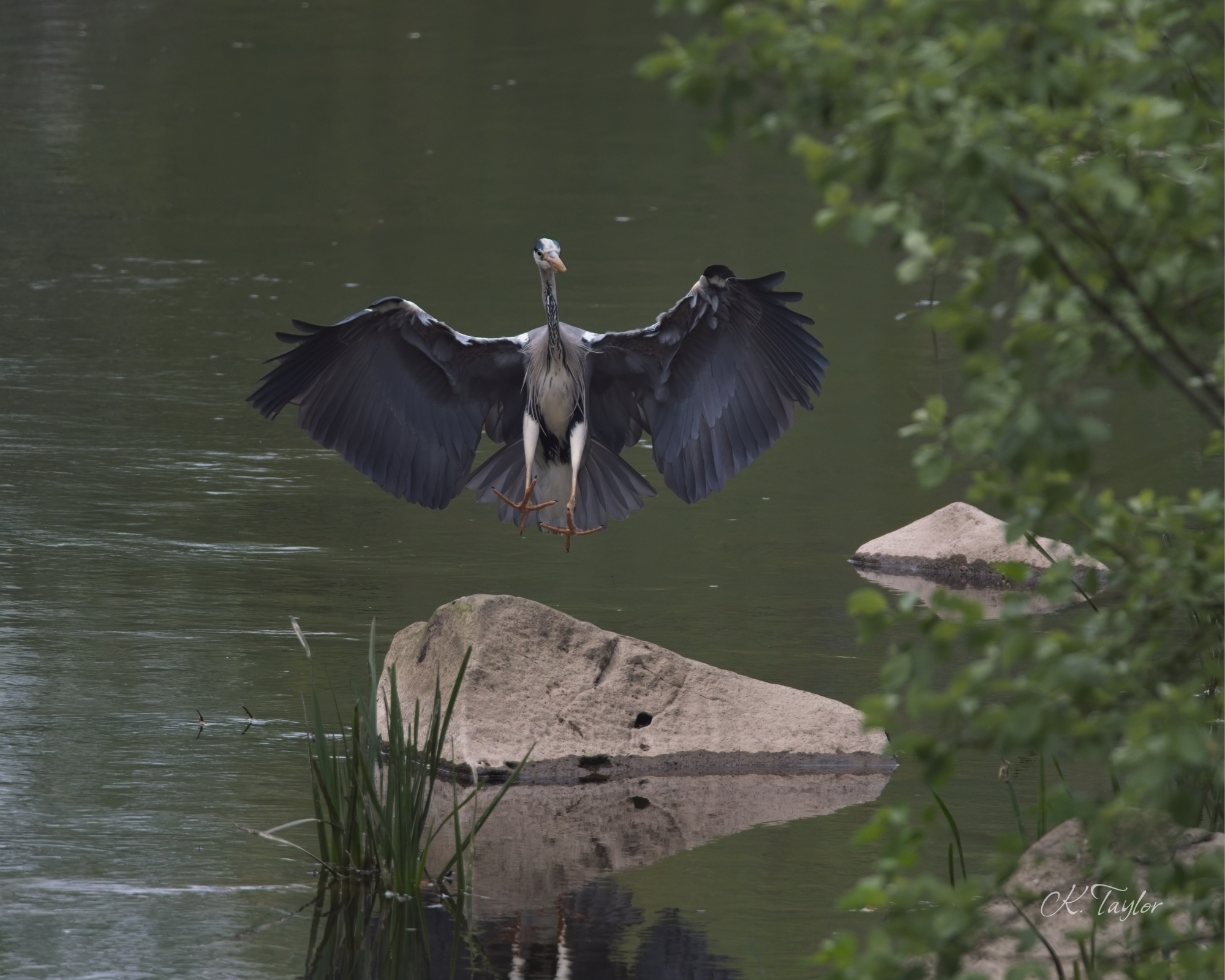 Grey Heron