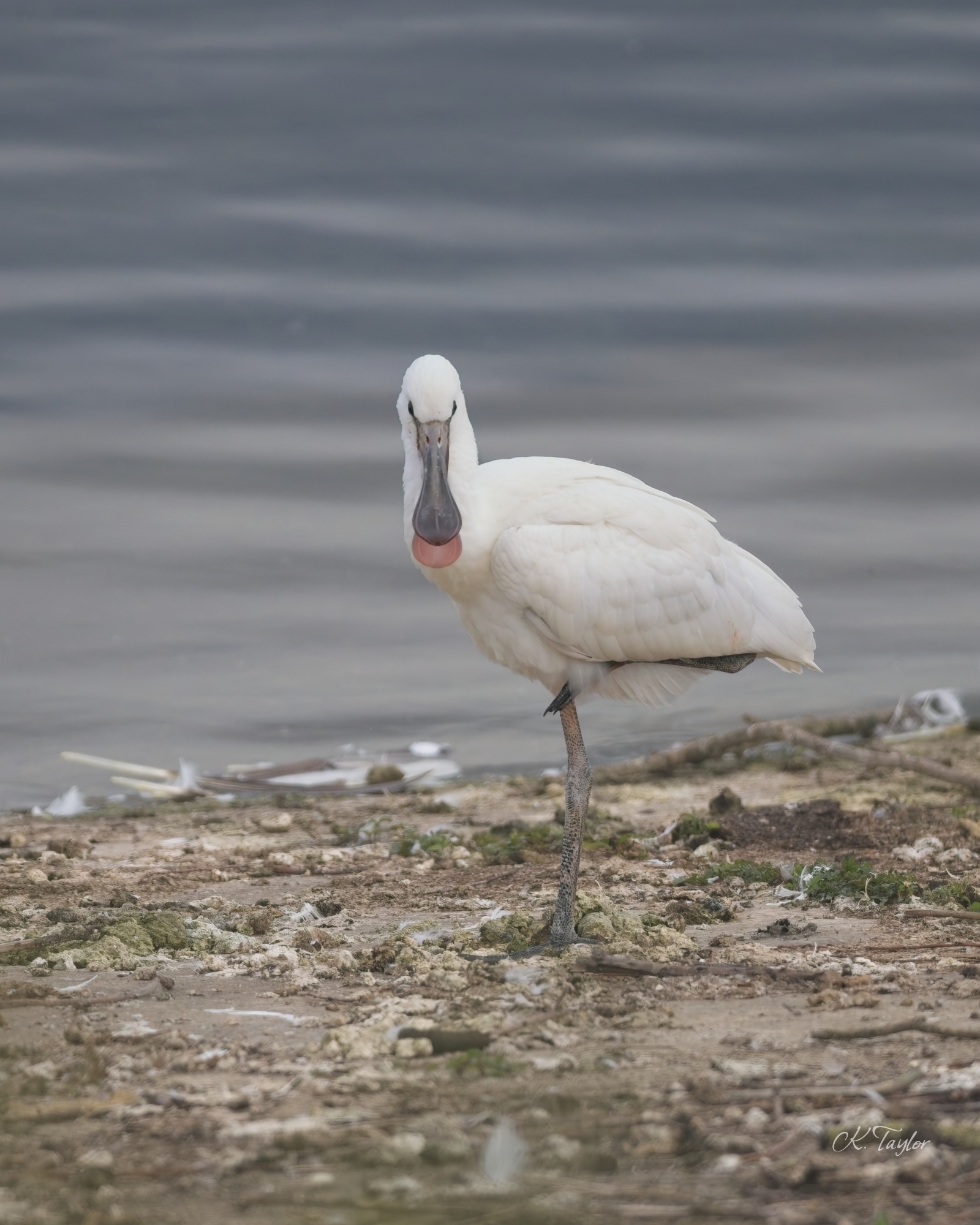 Juvenile Spoonbill