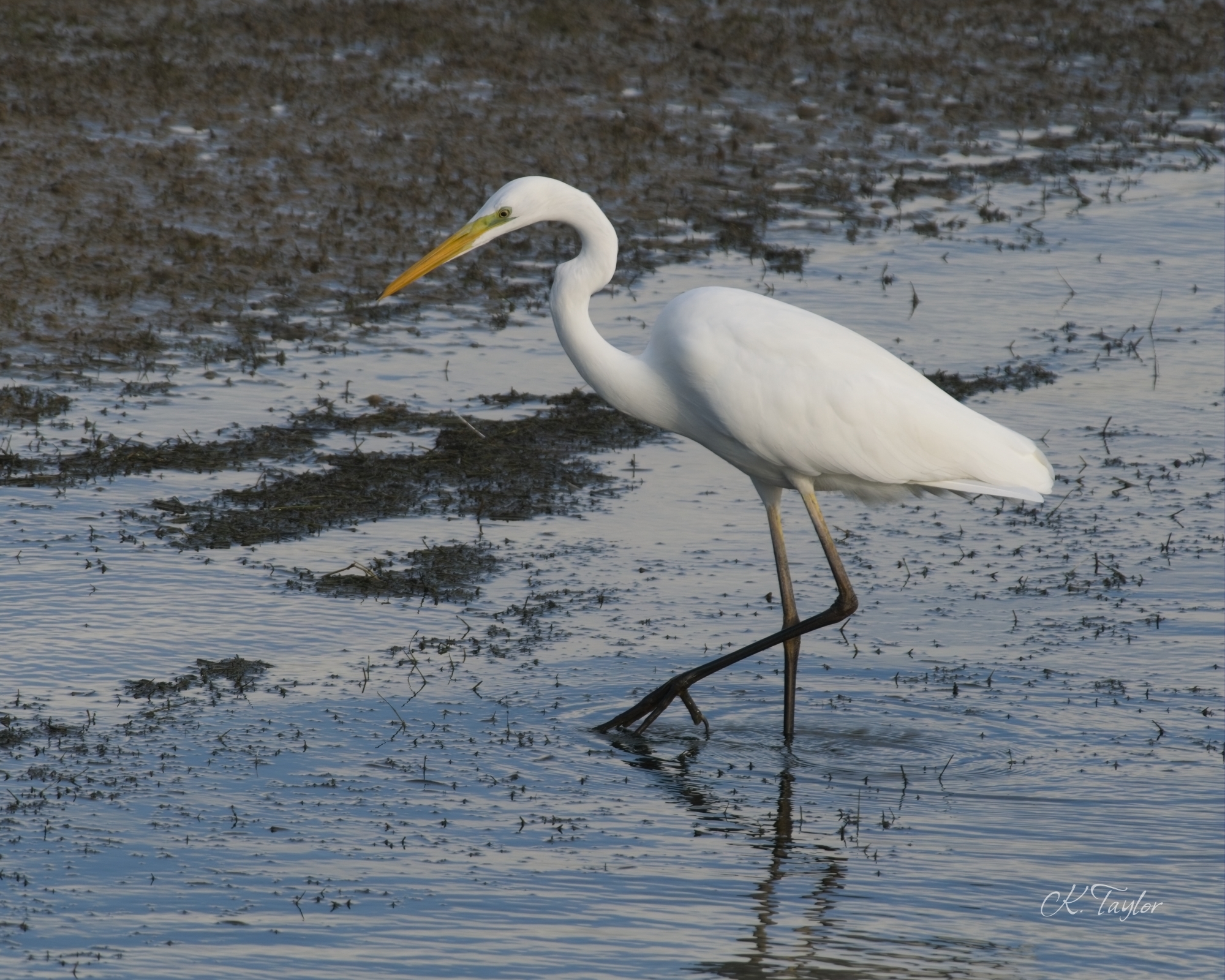 Great White Egret