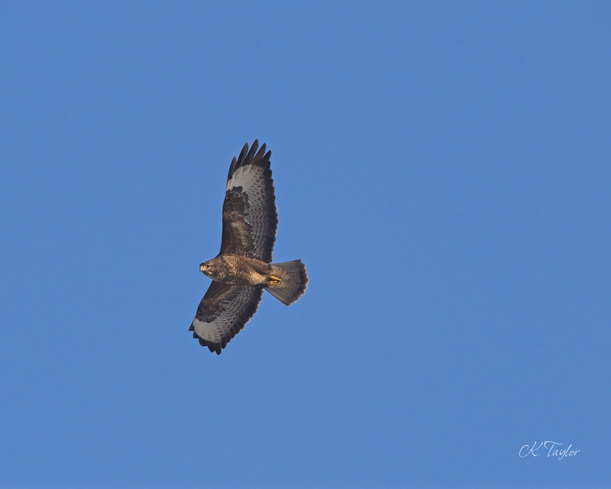 Buzzard