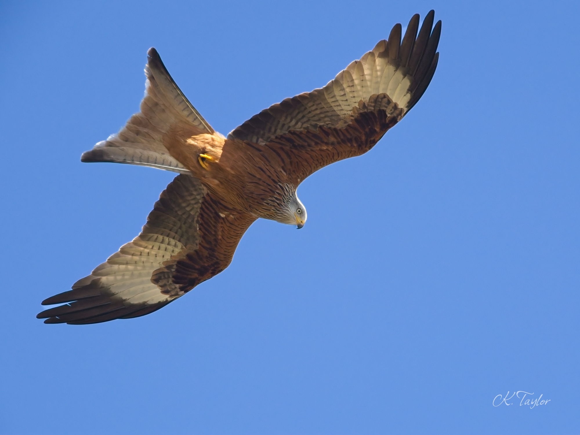 Red Kite