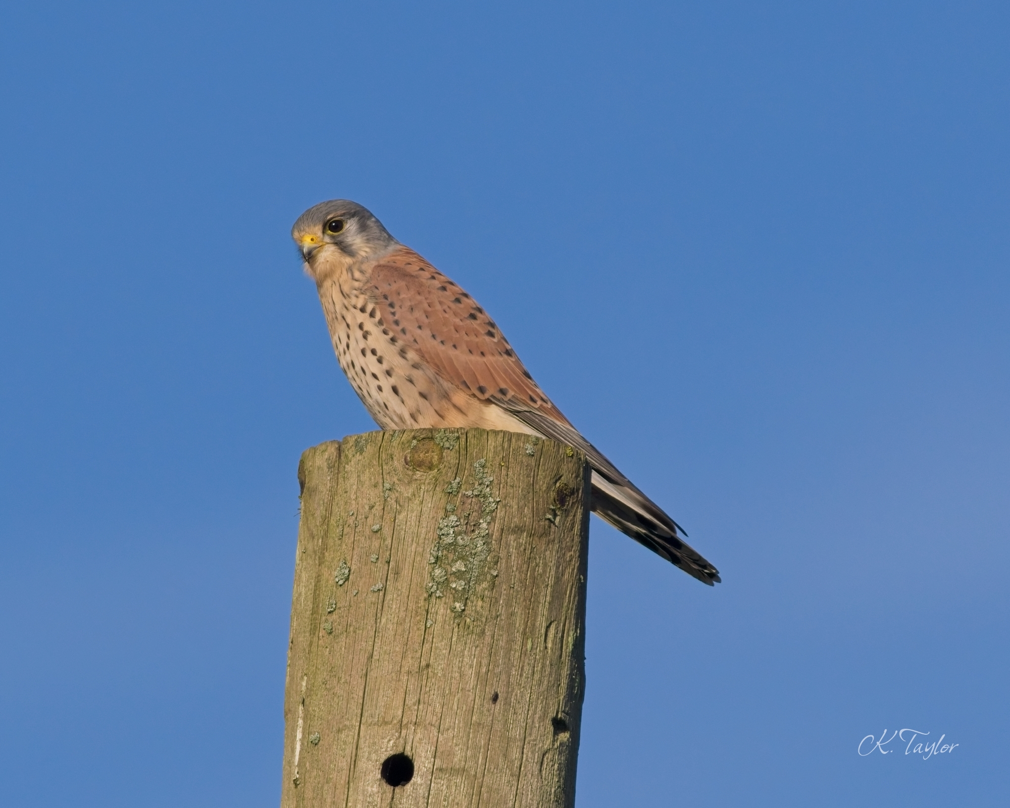 Kestrel