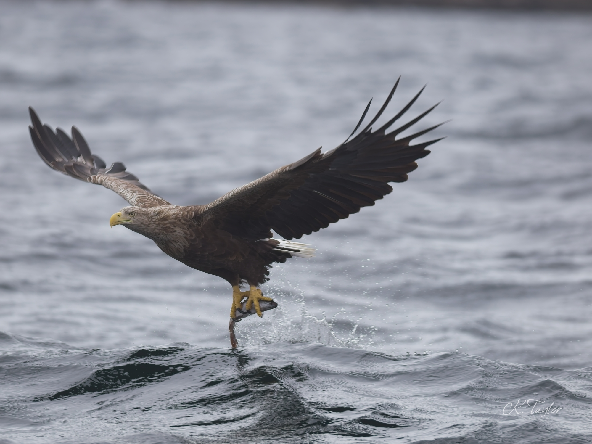 White-tailed Eagle