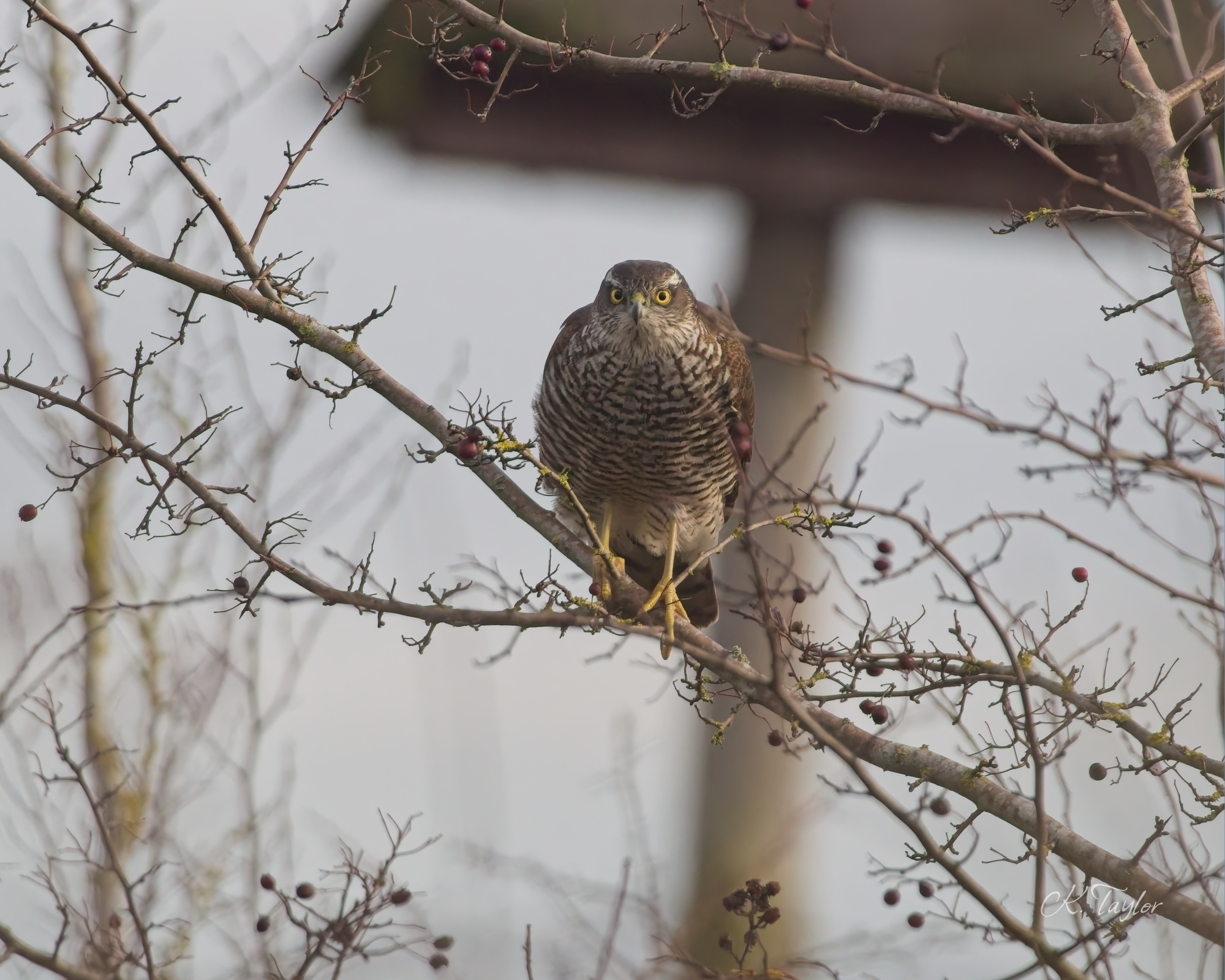 Sparrowhawk