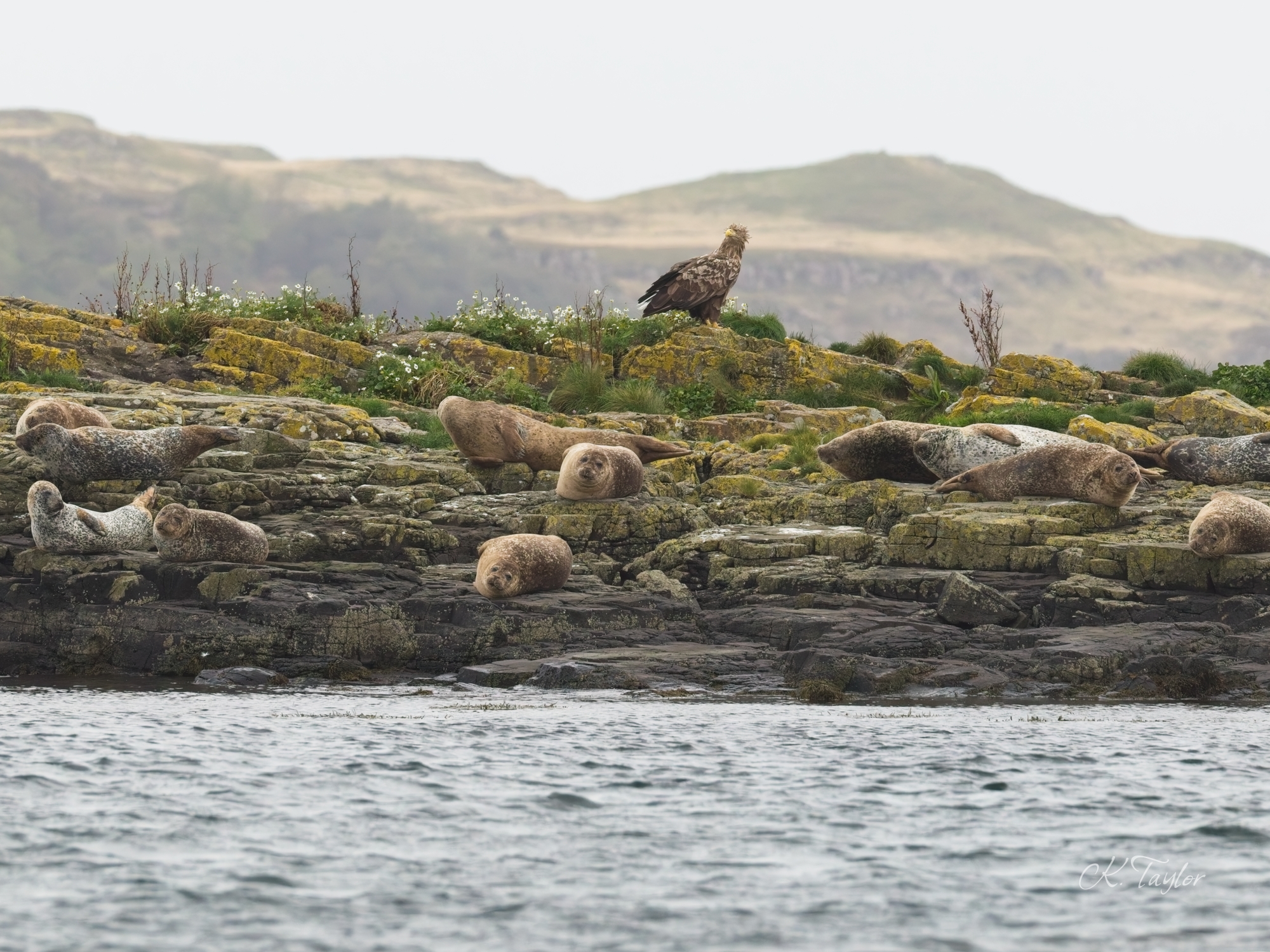 White-tailed Eagle and seals