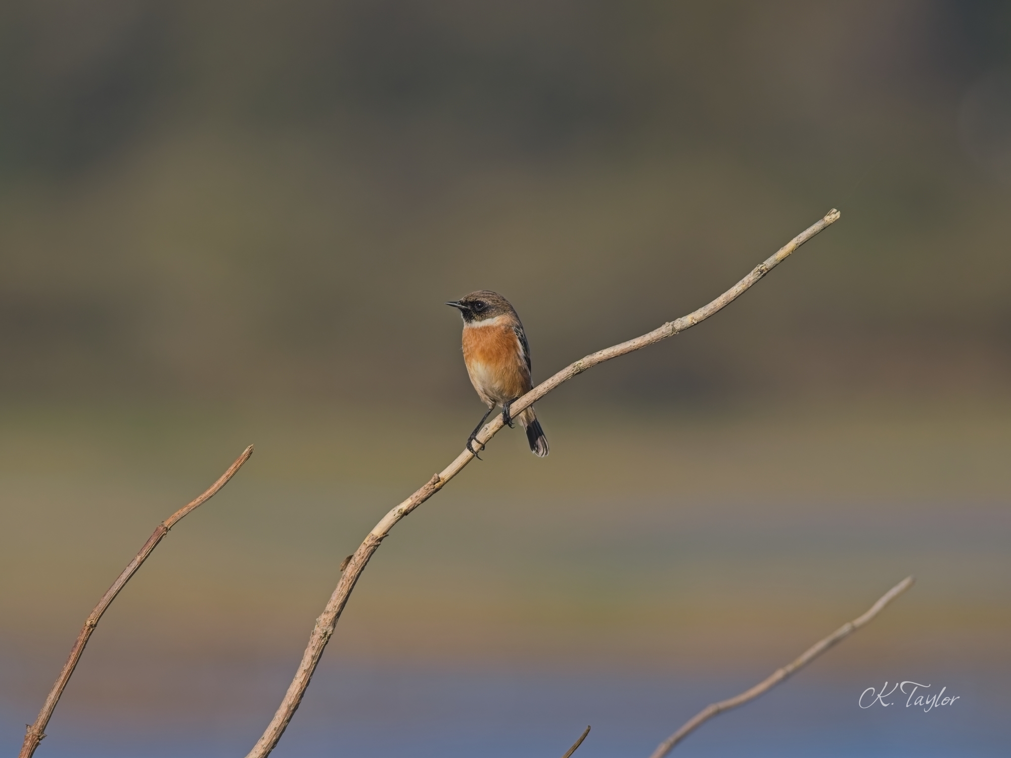 Stonechat