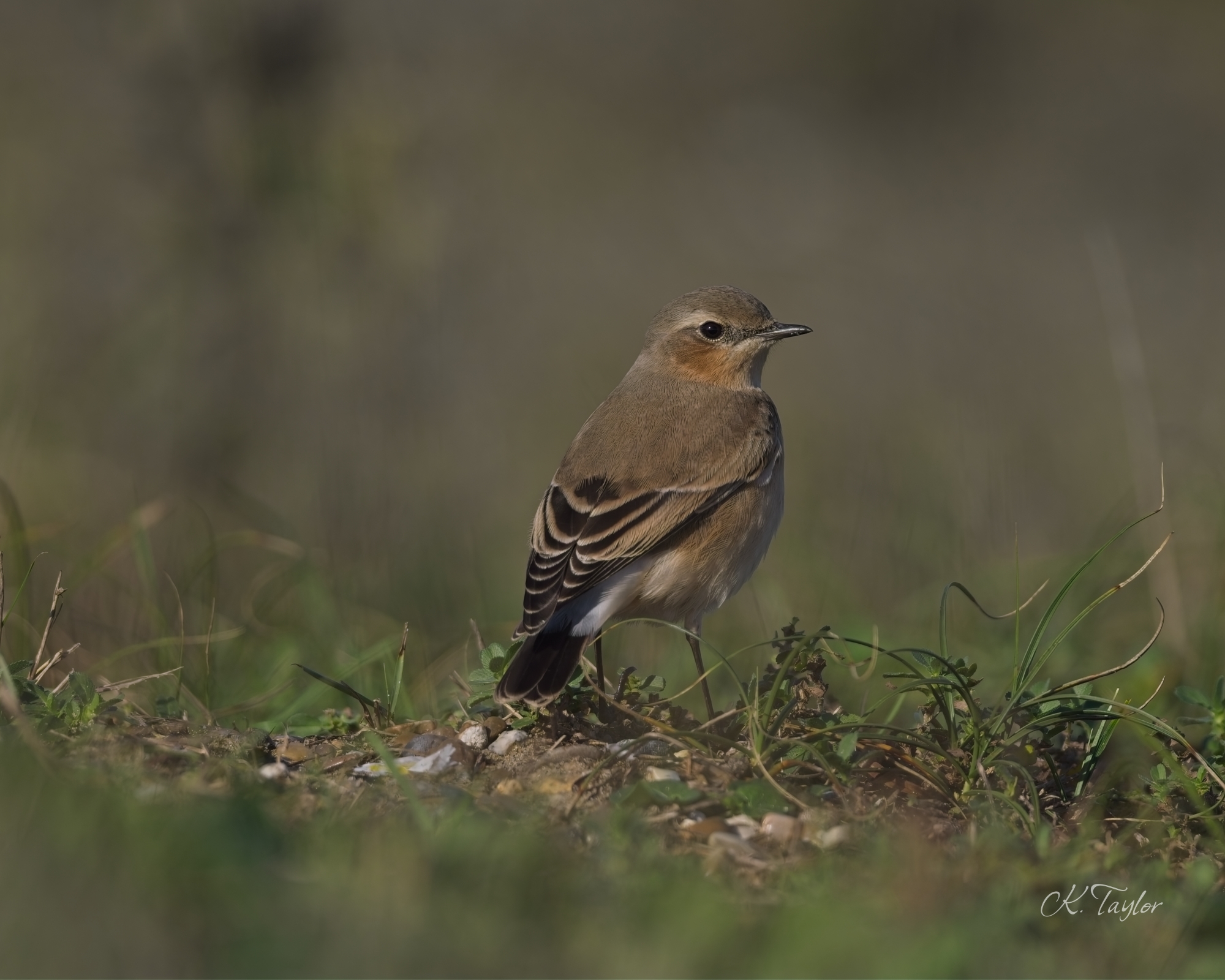 Wheatear