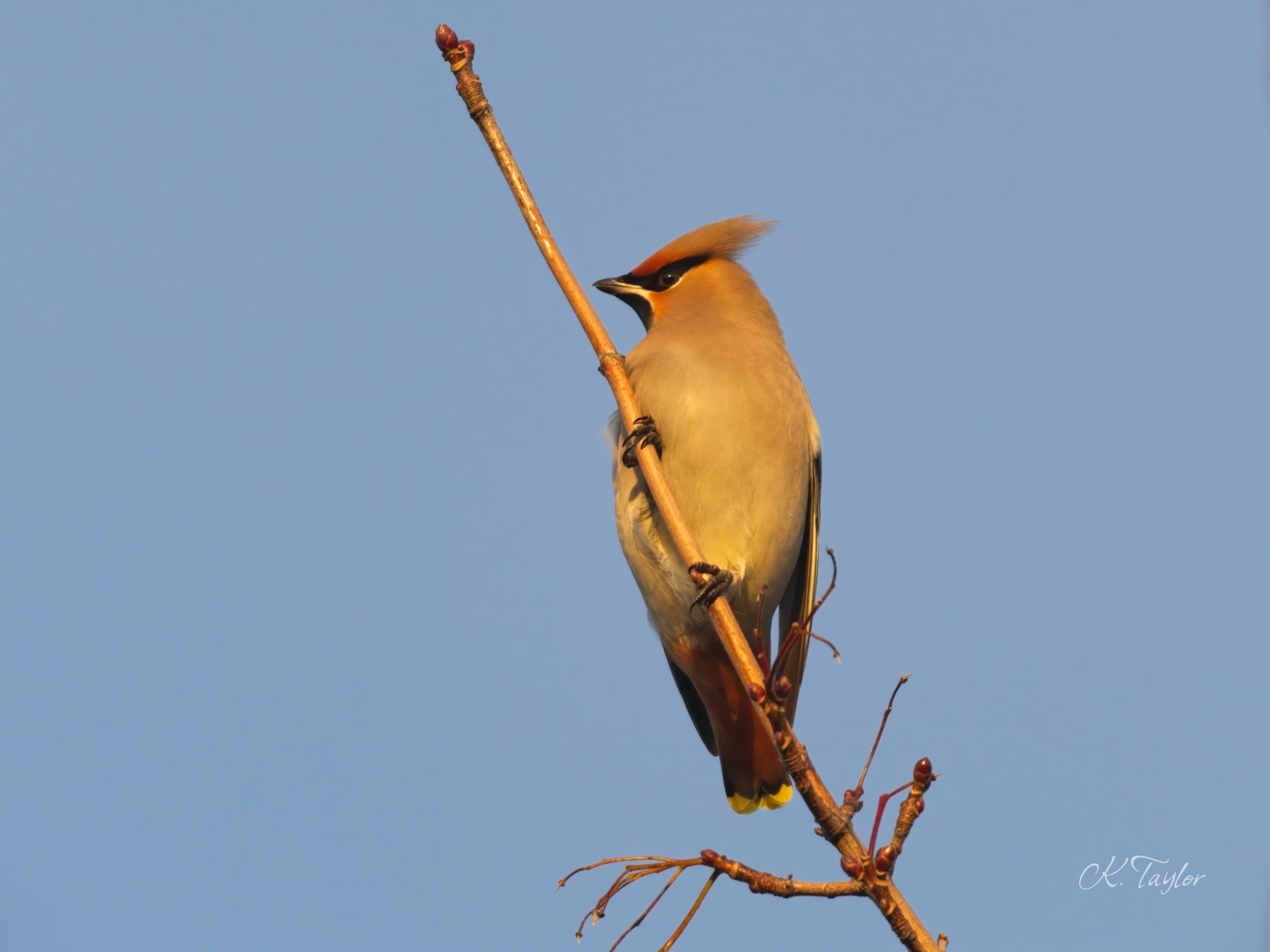 Waxwing