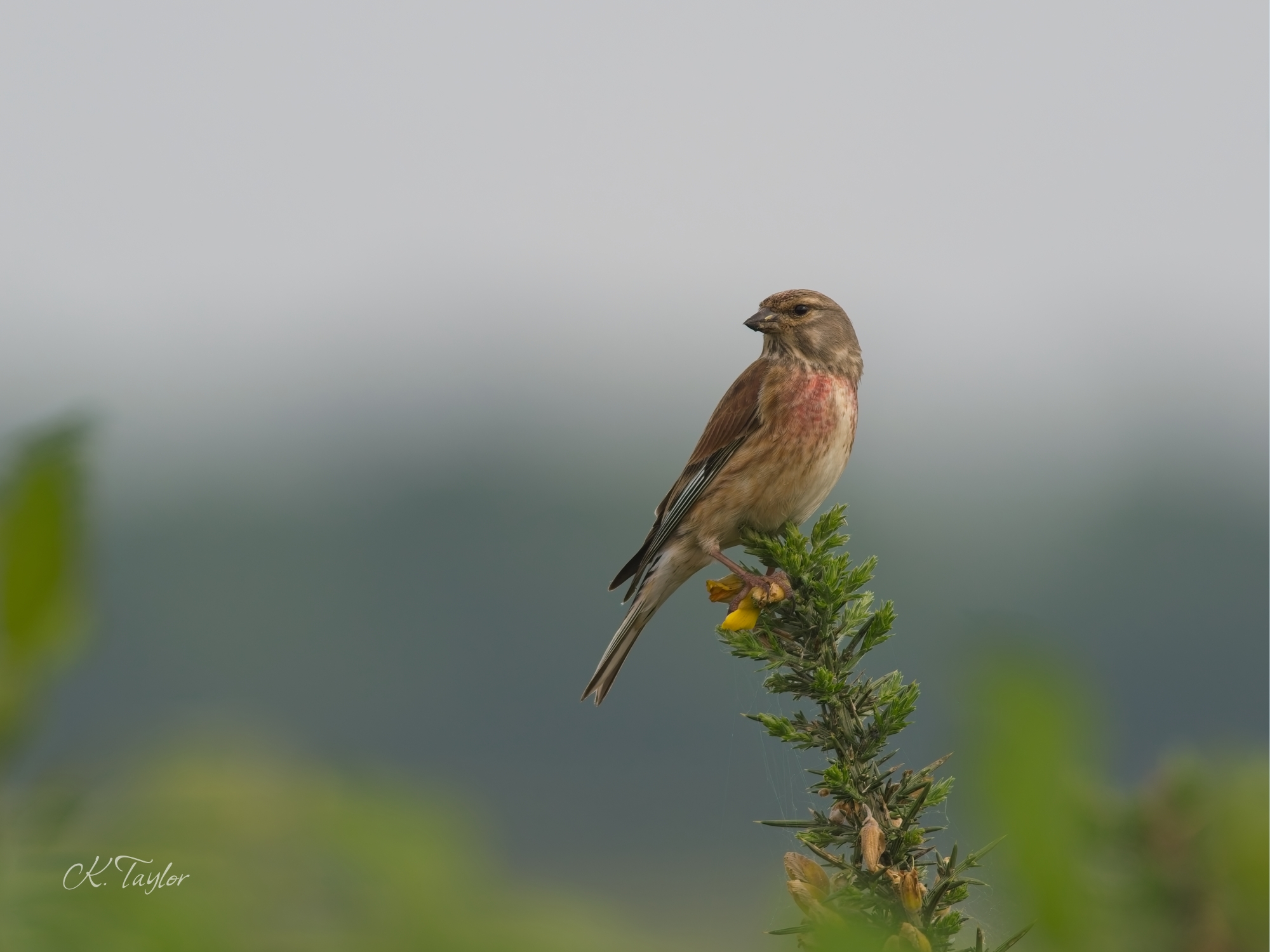 Linnet