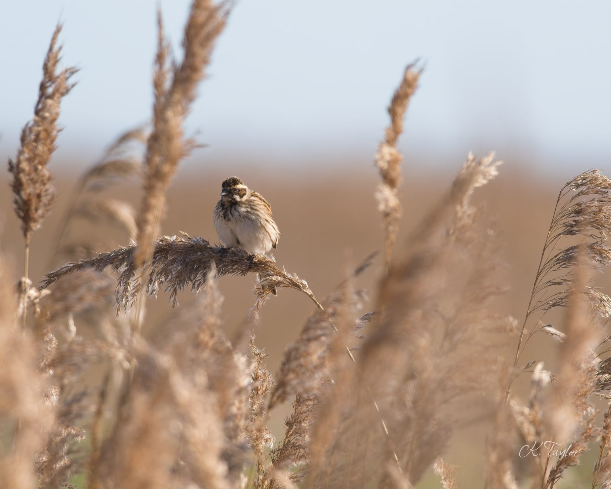 Reed Bunting