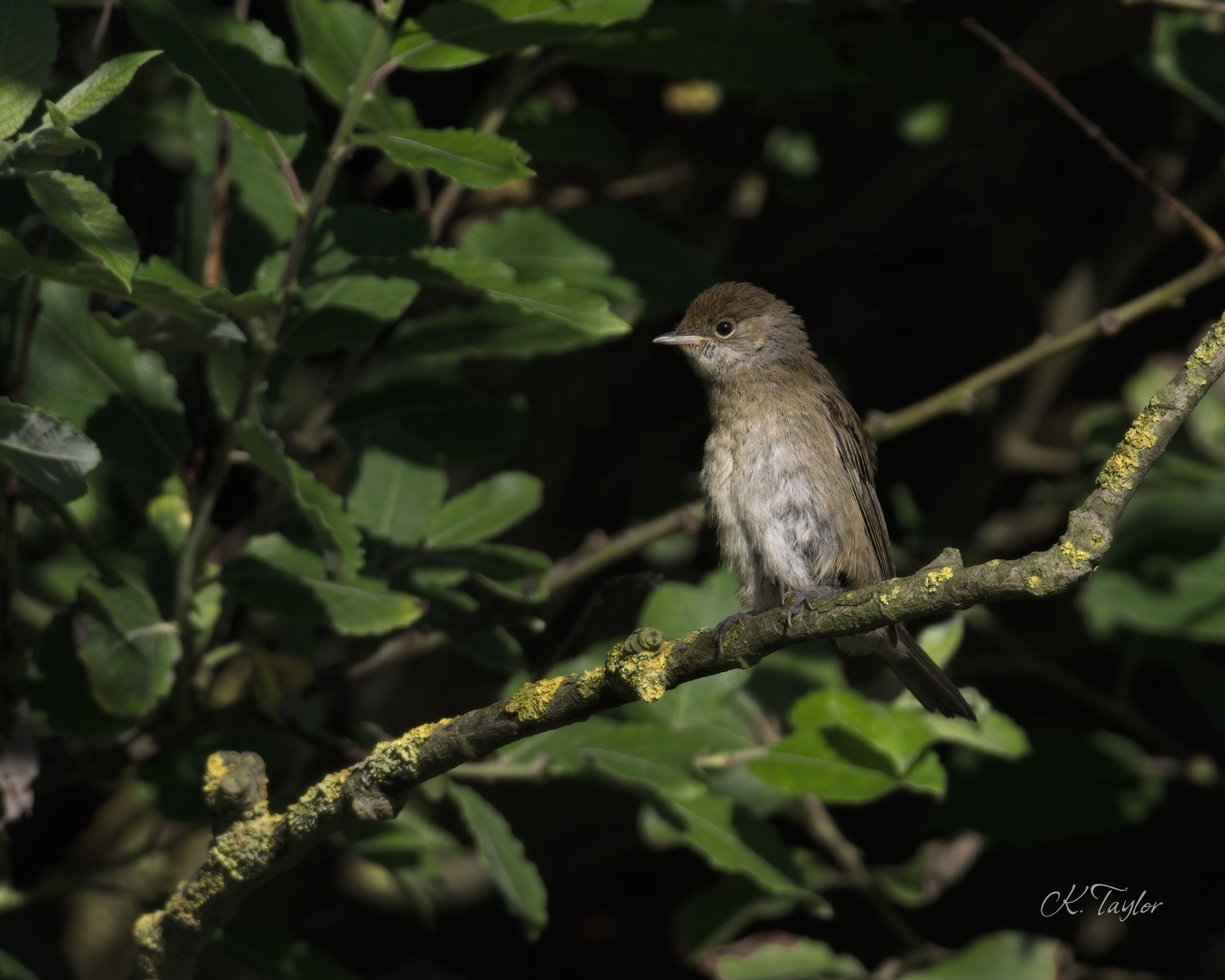 Juvenile Blackcap