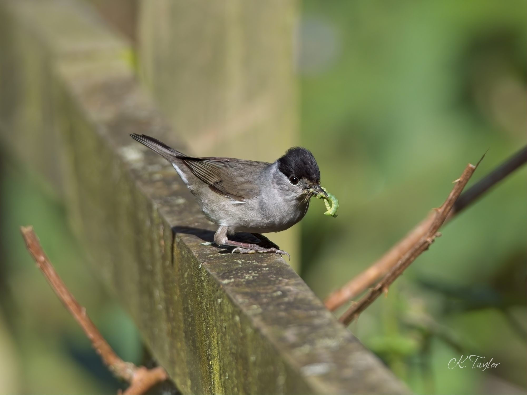 Blackcap