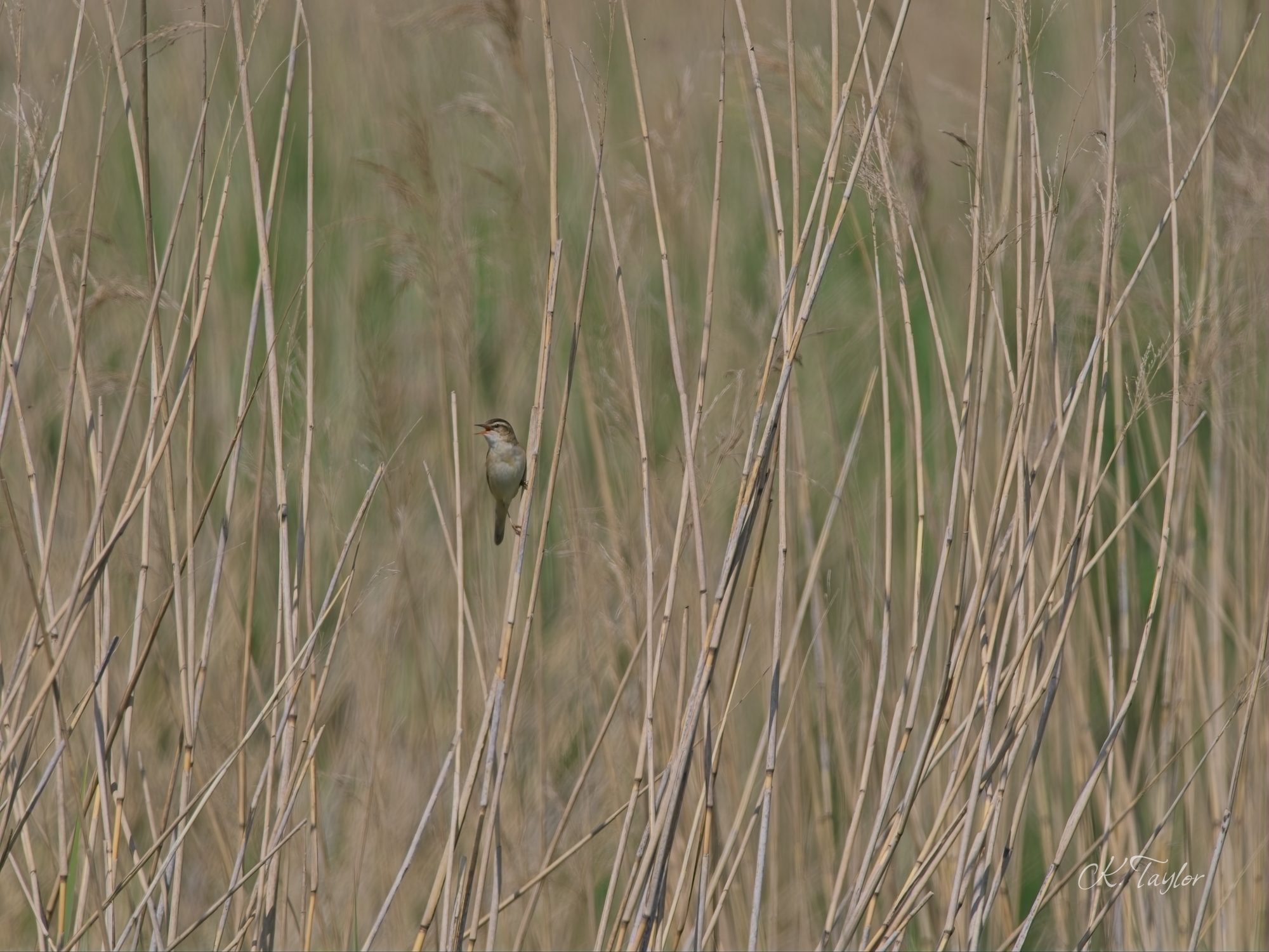 Sedge Warbler