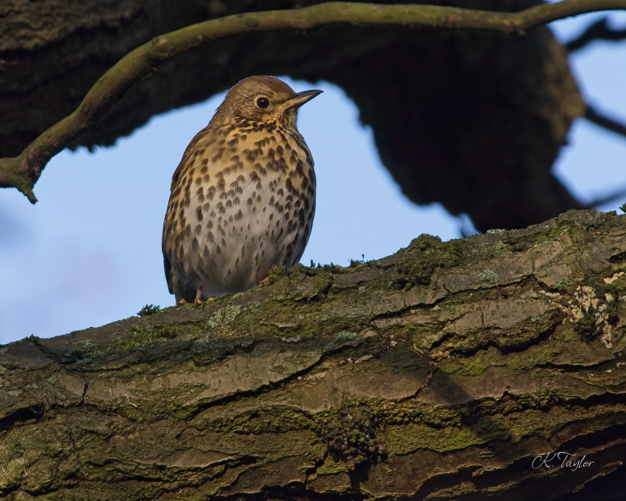 Song thrush