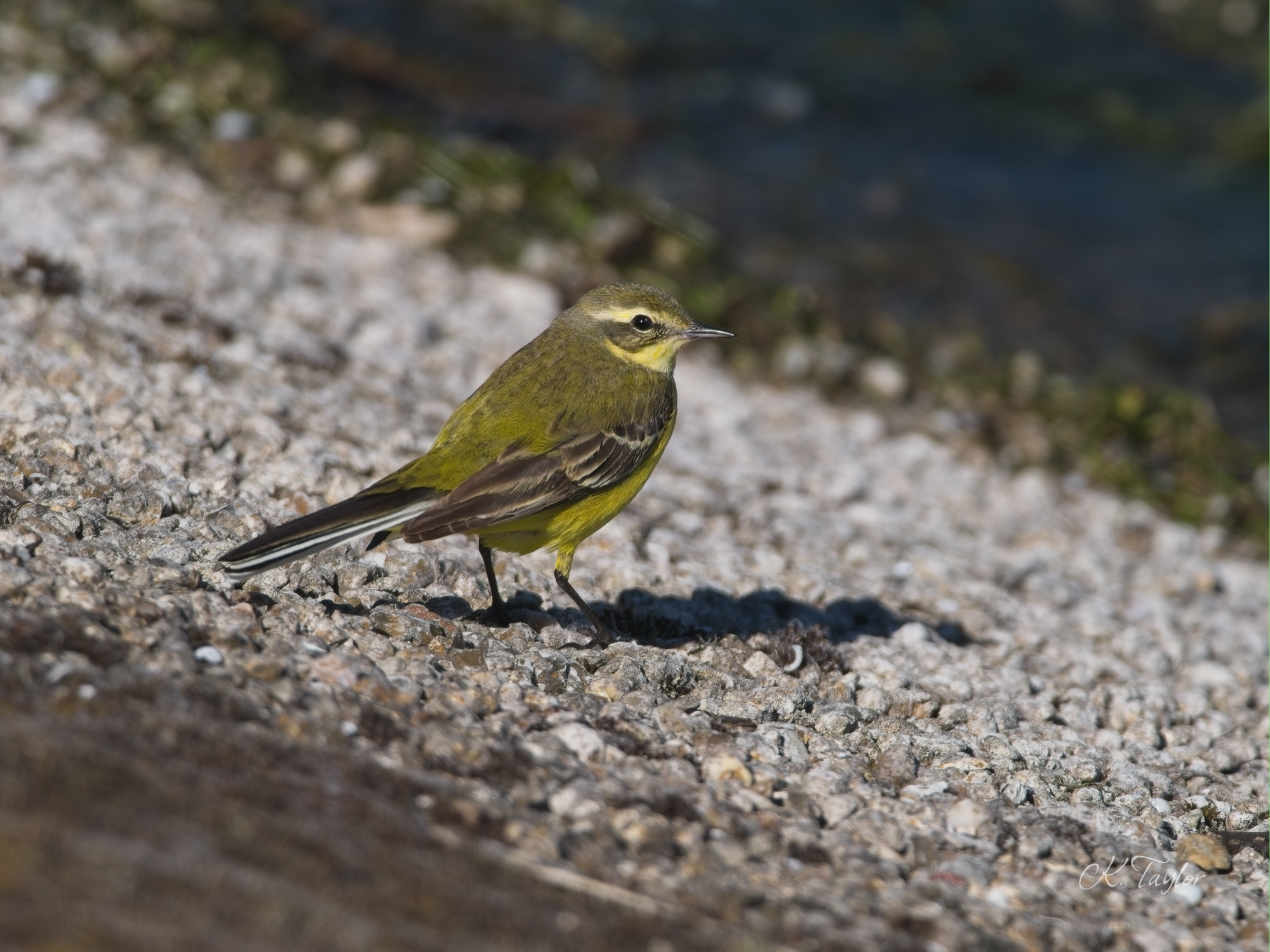 Yellow wagtail
