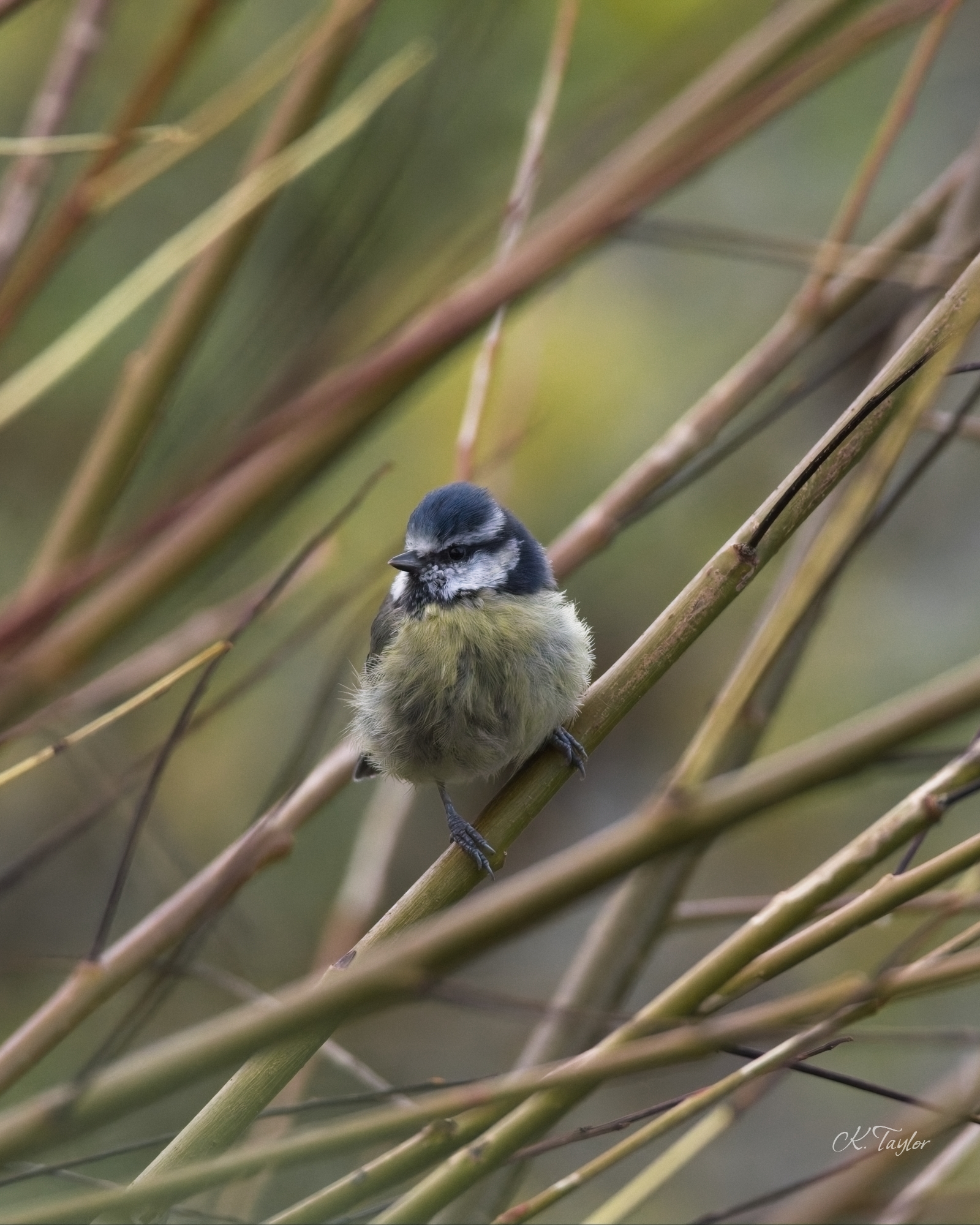 Blue Tit