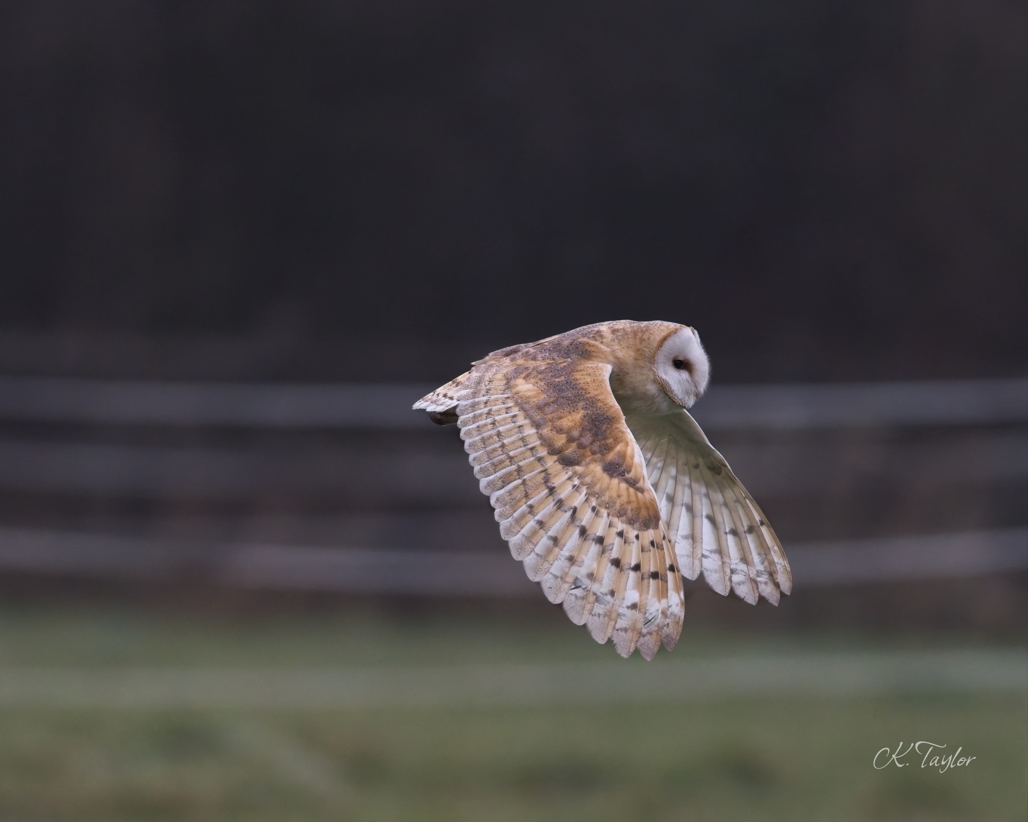 Barn Owl