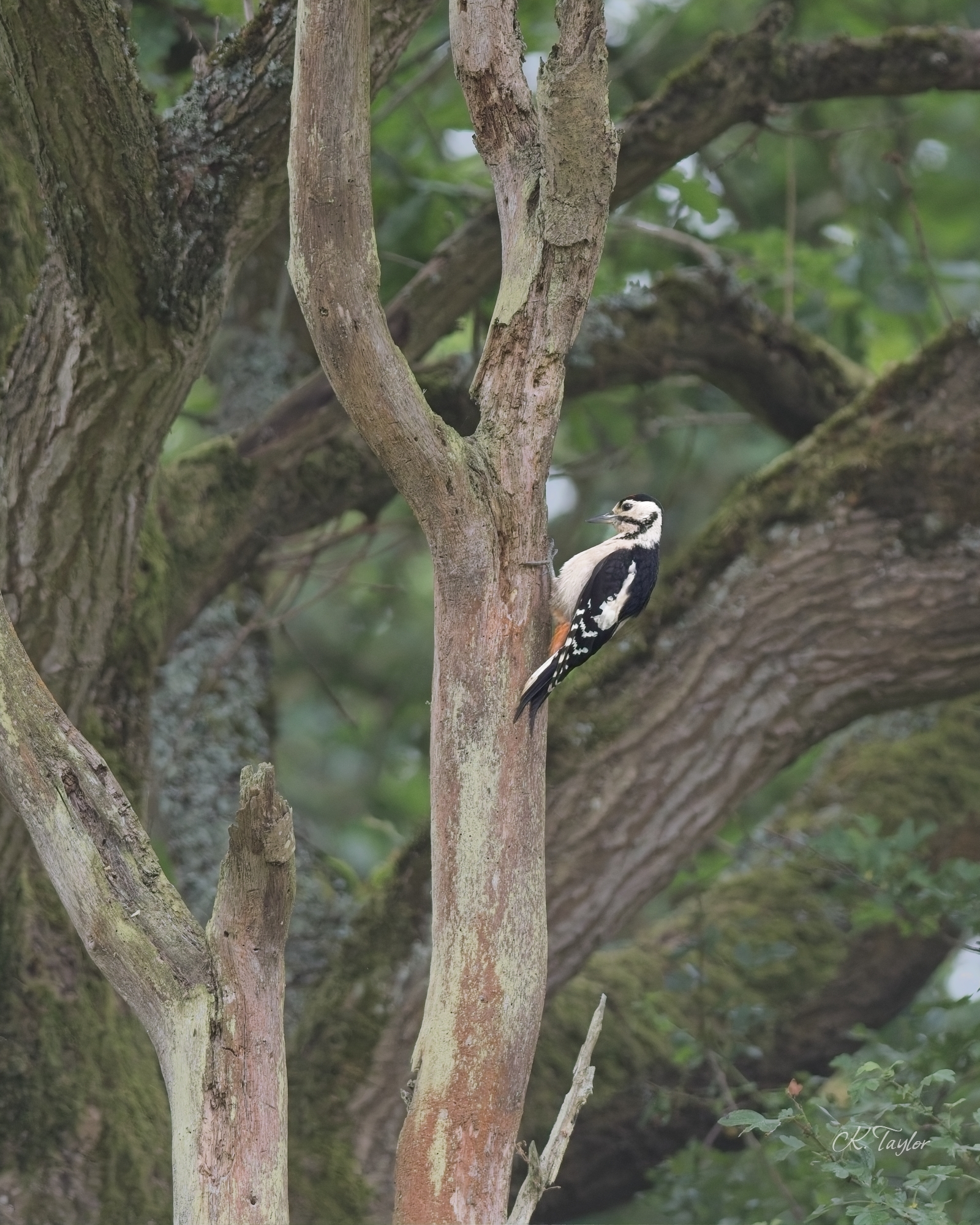 Great Spotted Woodpecker