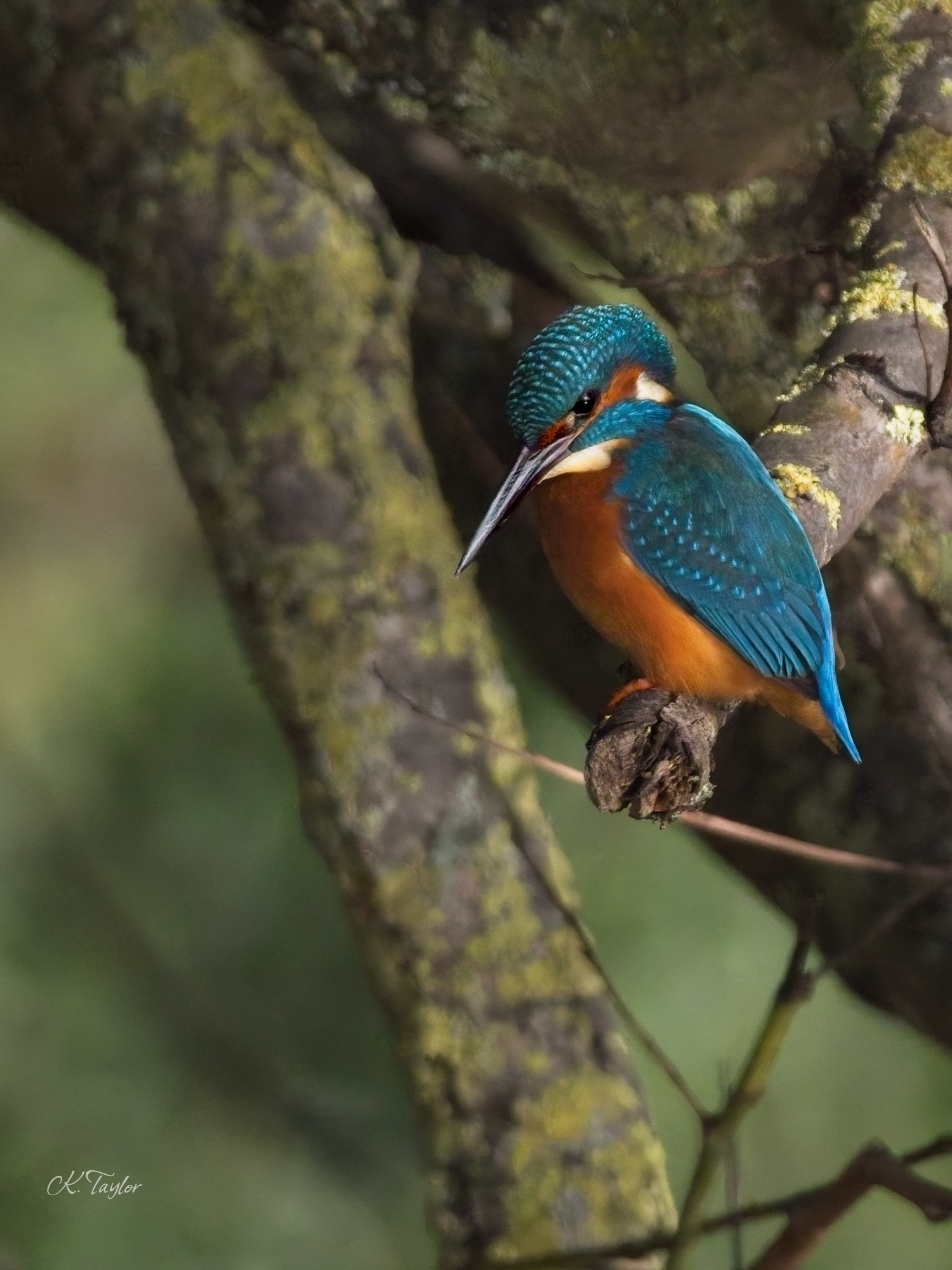 Kingfisher