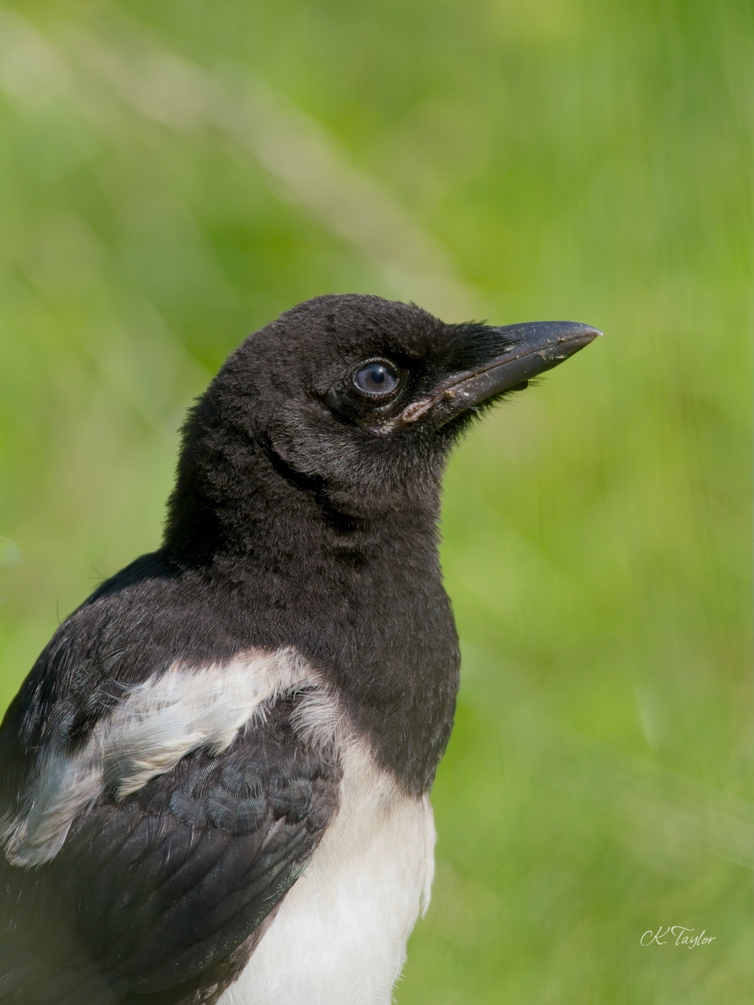 Juvenile Magpie