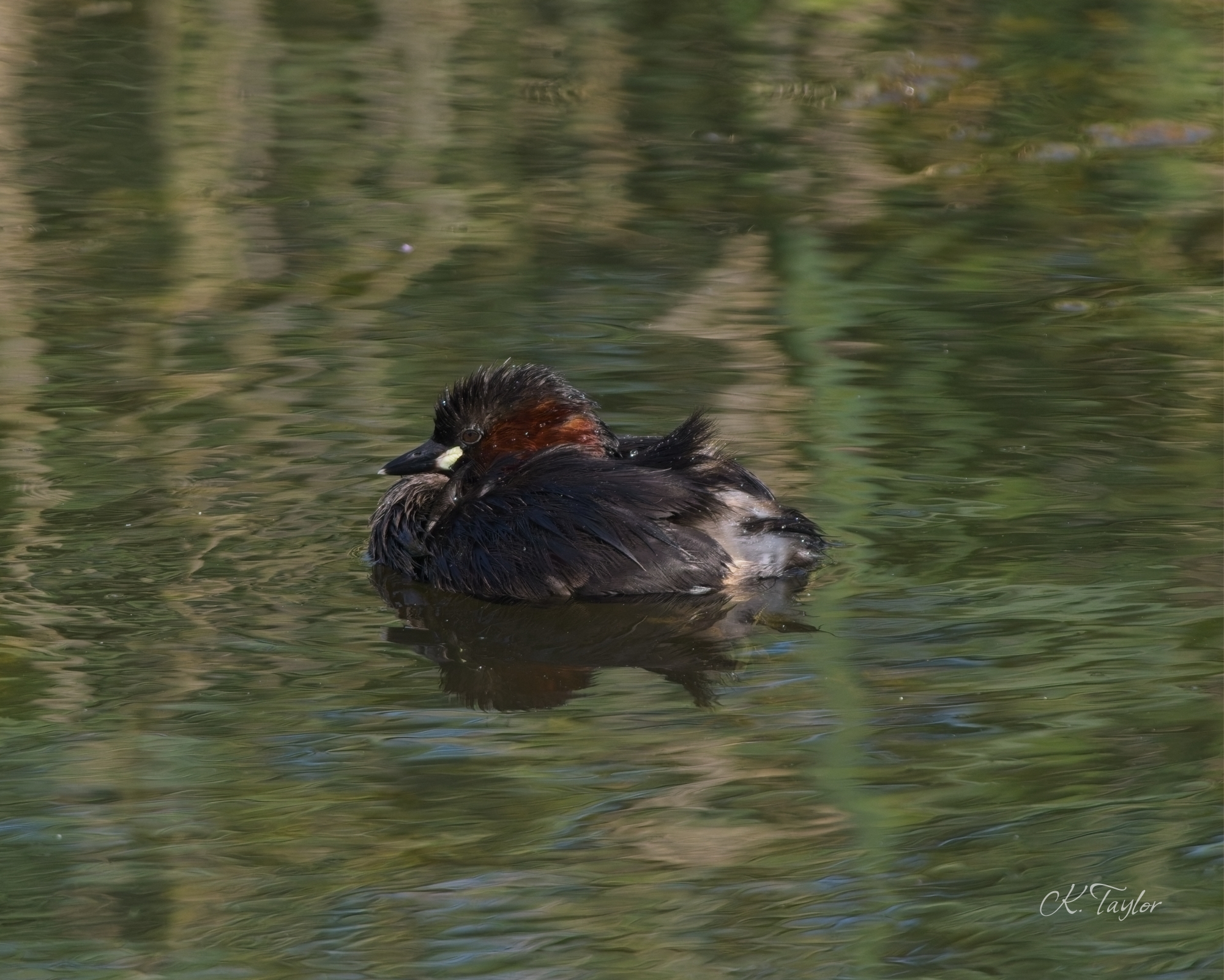 Little Grebe