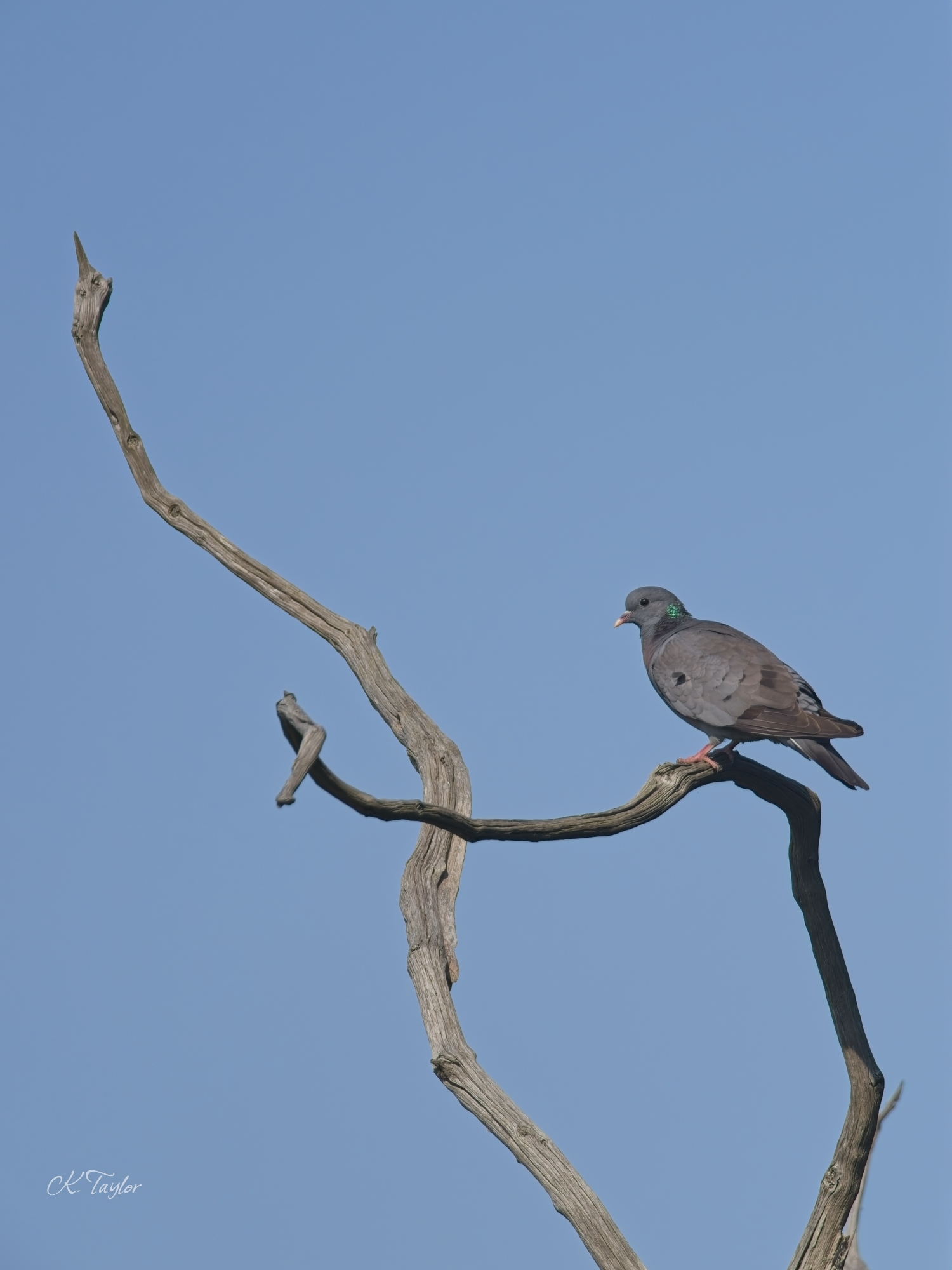 Stock Dove