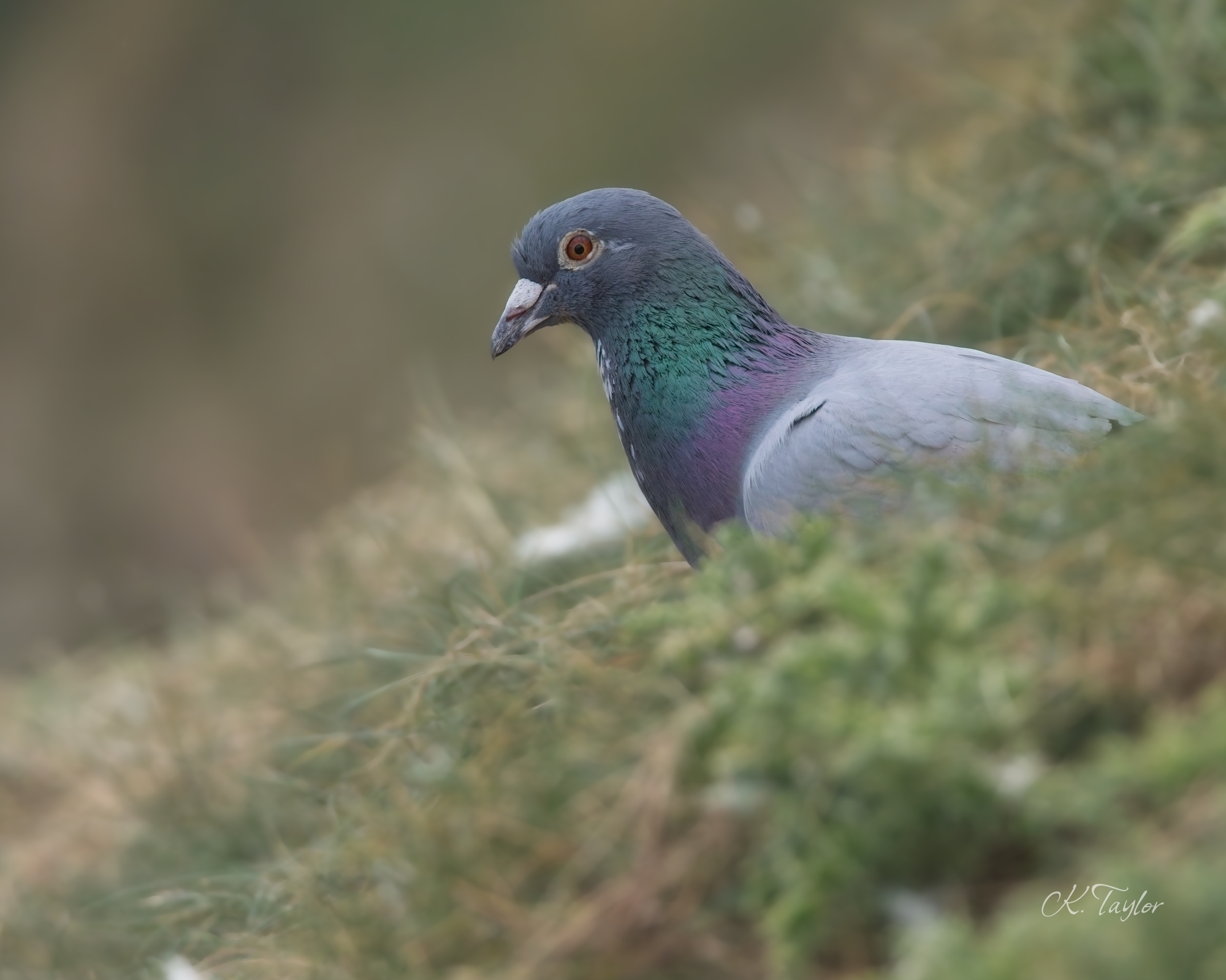Feral Pigeon