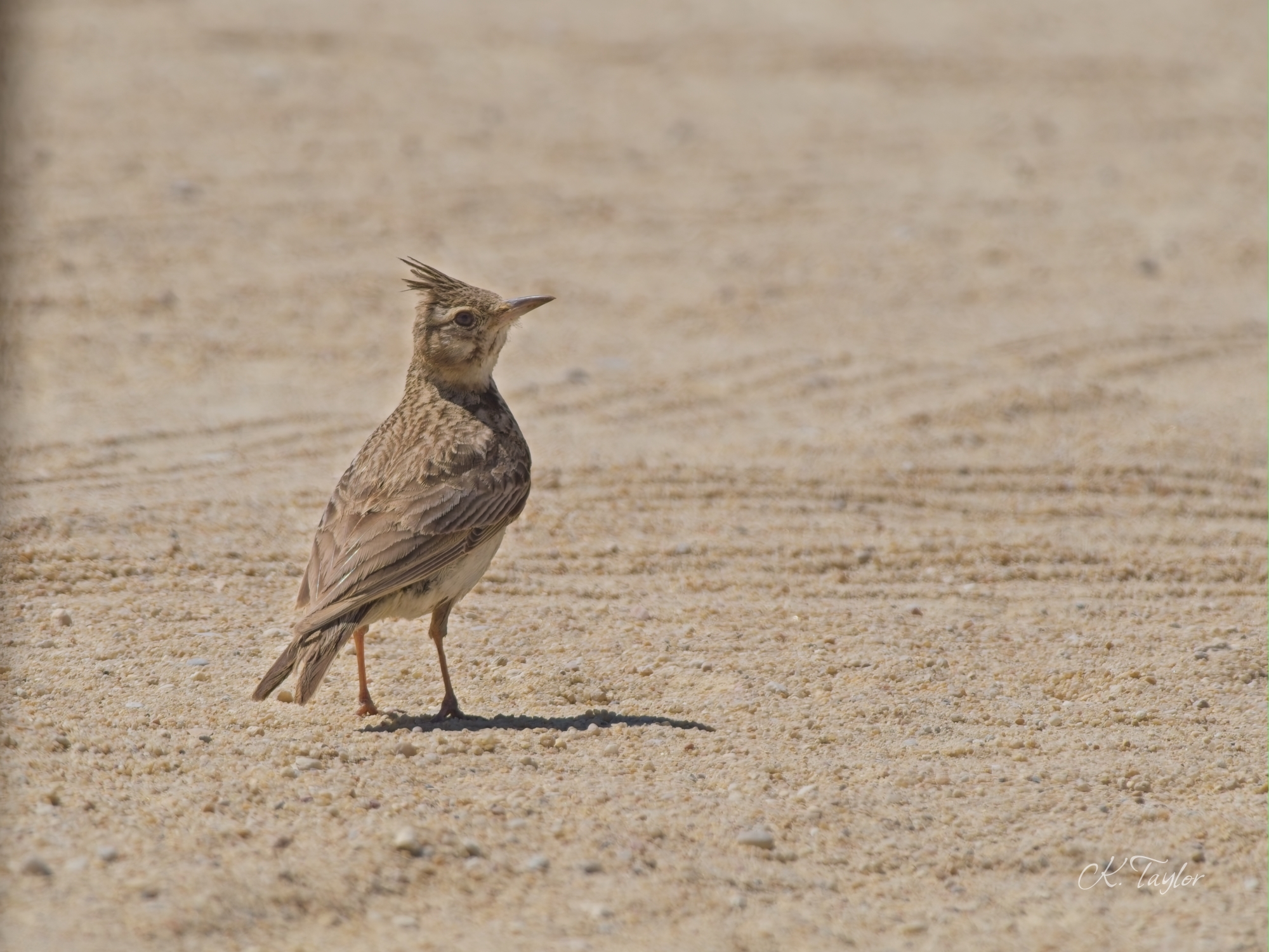 Crested Lark