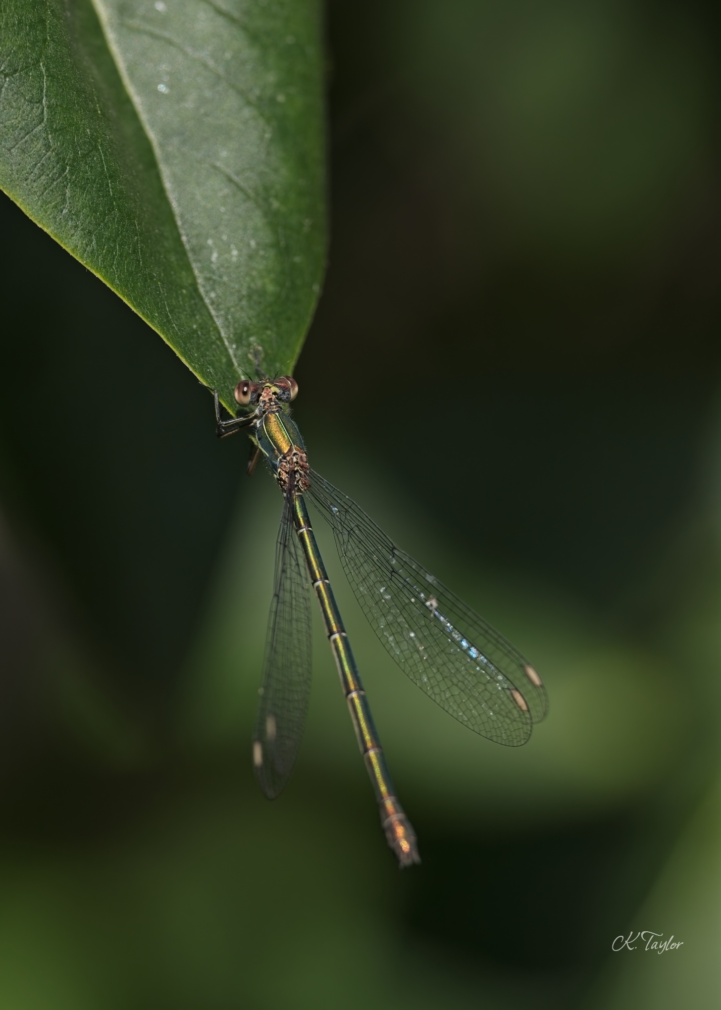 Willow emerald Damselfly