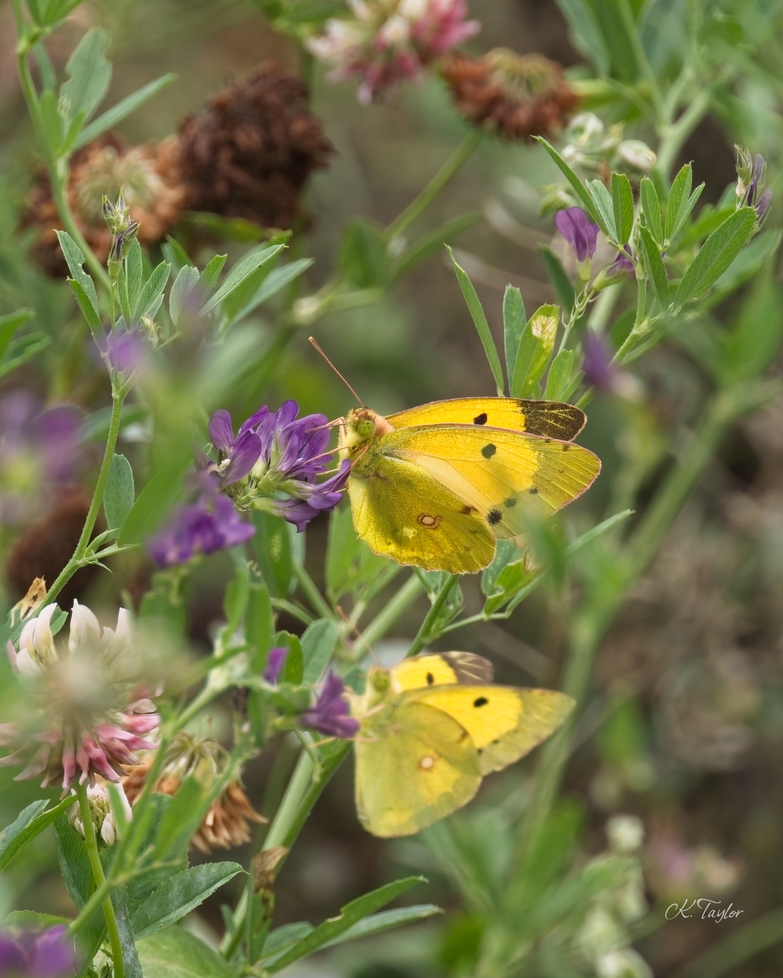 A pair of clouded yellow butterflies