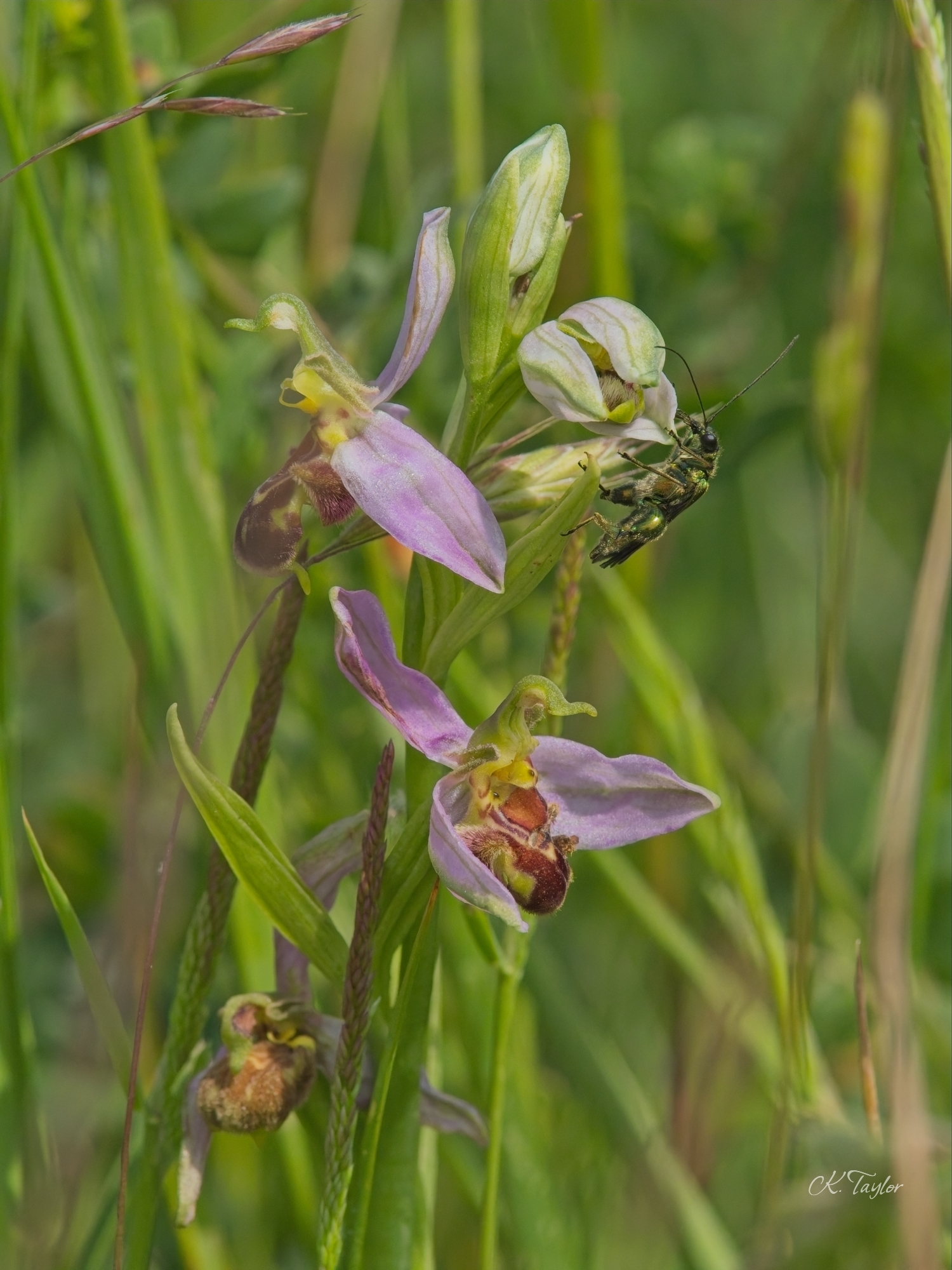 Swollen-thighed beetle on a bee orchid