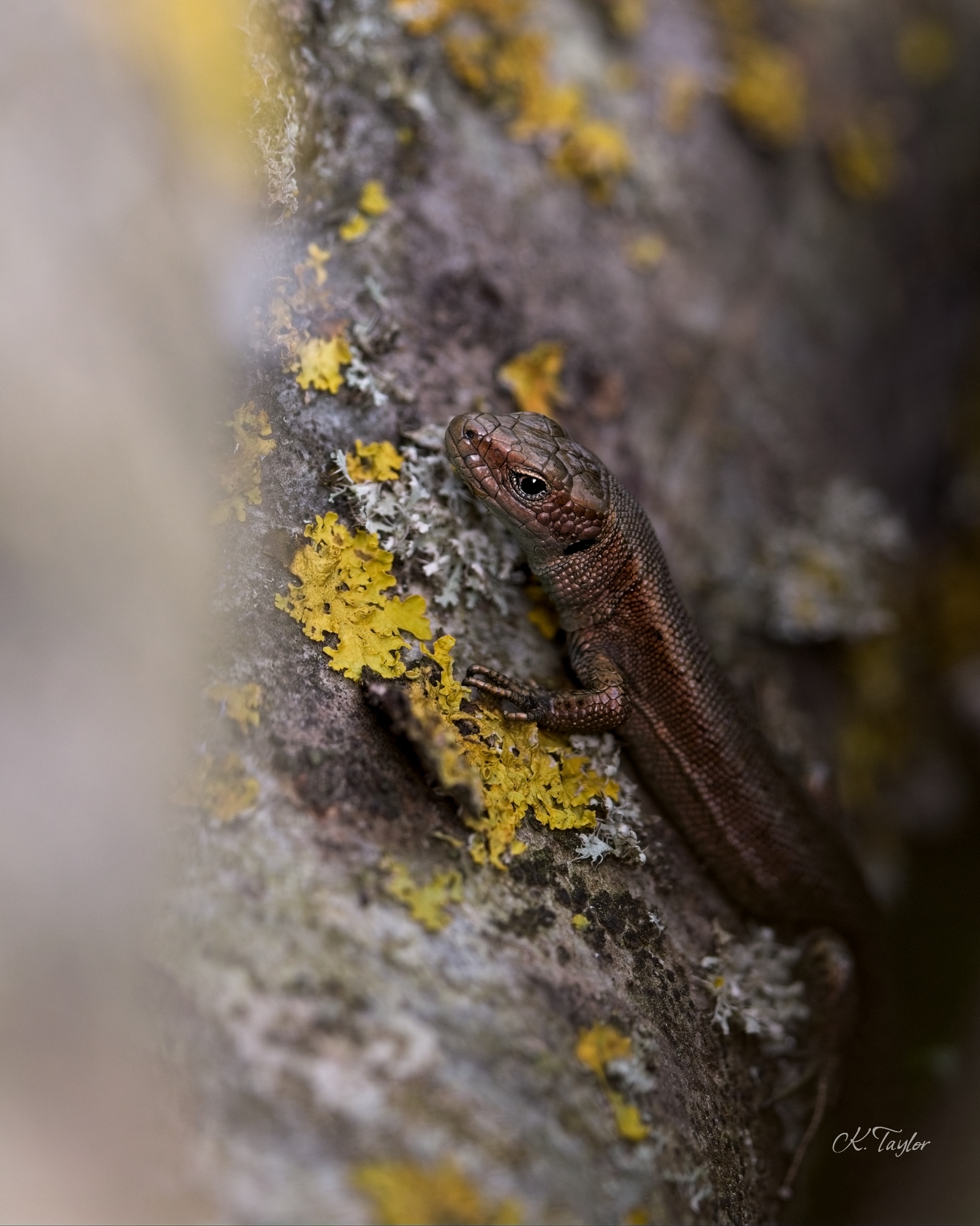 Common lizard